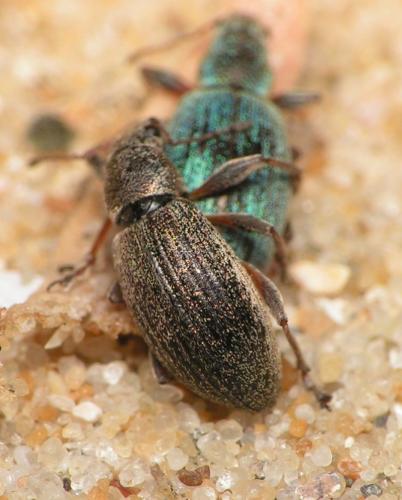 Polydrusus pulchellus